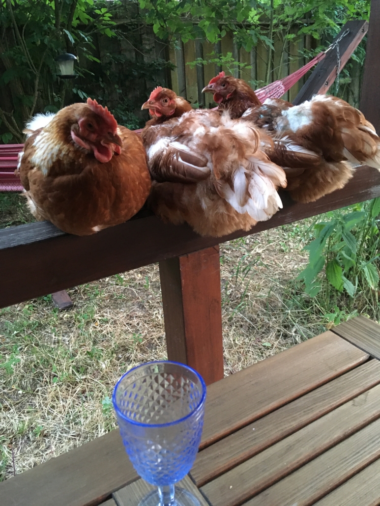 Drei braune Hühner auf dem Terrassengeländer