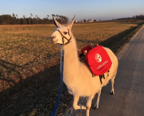 Greta mit Packsattel